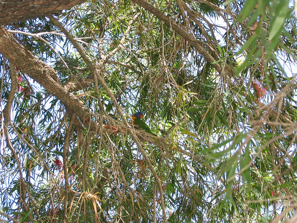 049 Plage Palm Cove.jpg